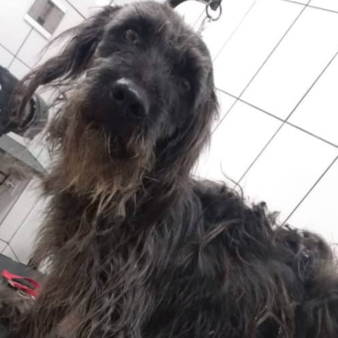 Mel antes do resgate